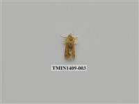 藏品(夜蛾科)的圖片